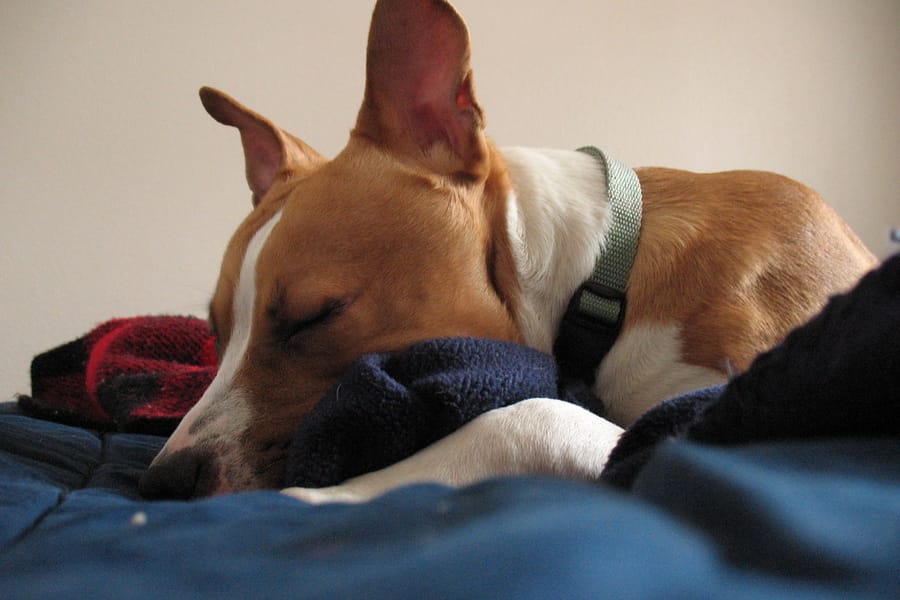 Textiles polaire doux — grossiste pyjamas polaire